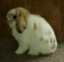 lightly marked tricolor holland lop