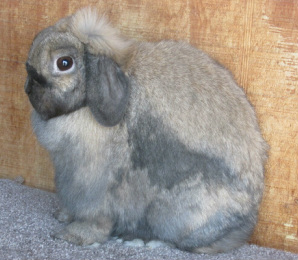 patchy colored tort holland lop