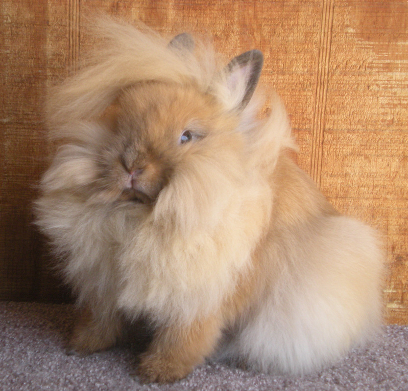 fluffy tort lionhead for sale in colorado