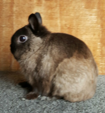 Grand champion netherland dwarf rabbit